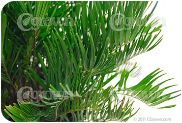 Coontie_Palm