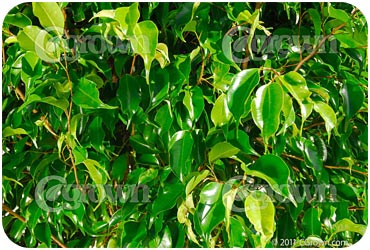 Ficus_Benjamina