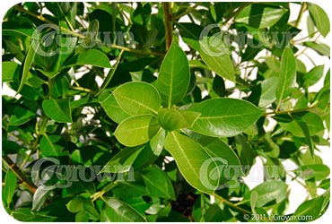 Green_Buttonwood