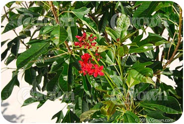 Jatropha