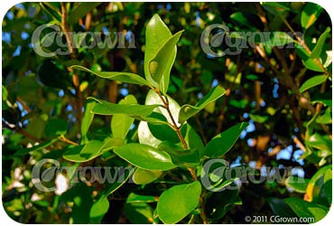 Ligustrum