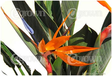 /Orange_Bird_of_Paradise