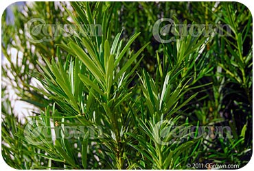 Podocarpus