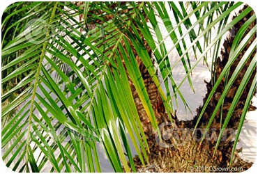 Pygmy_Date_Palm